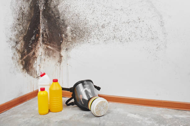 Best HVAC Mold Remediation in Murphy, TX