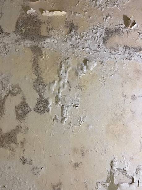 Murphy, TX Mold Remediation Company