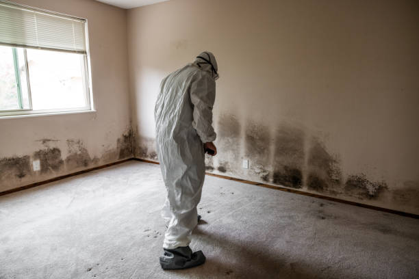 Best Industrial Mold Remediation in Murphy, TX