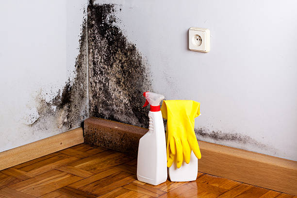 Trusted Murphy, TX Mold Remediation Experts